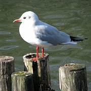 2008-01-10_022