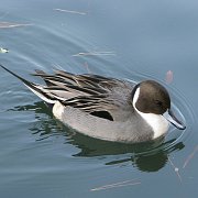 2008-01-10_035