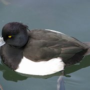 2008-01-10_036