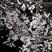 2008-03-26_029