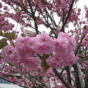2008-04-19_097
