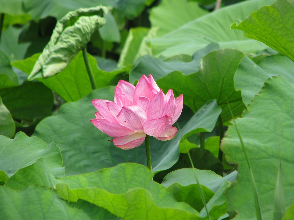 2008-07-06_011