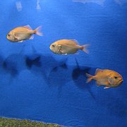 2008-09-14_047