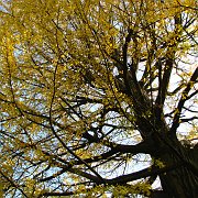 2009-12-17_011